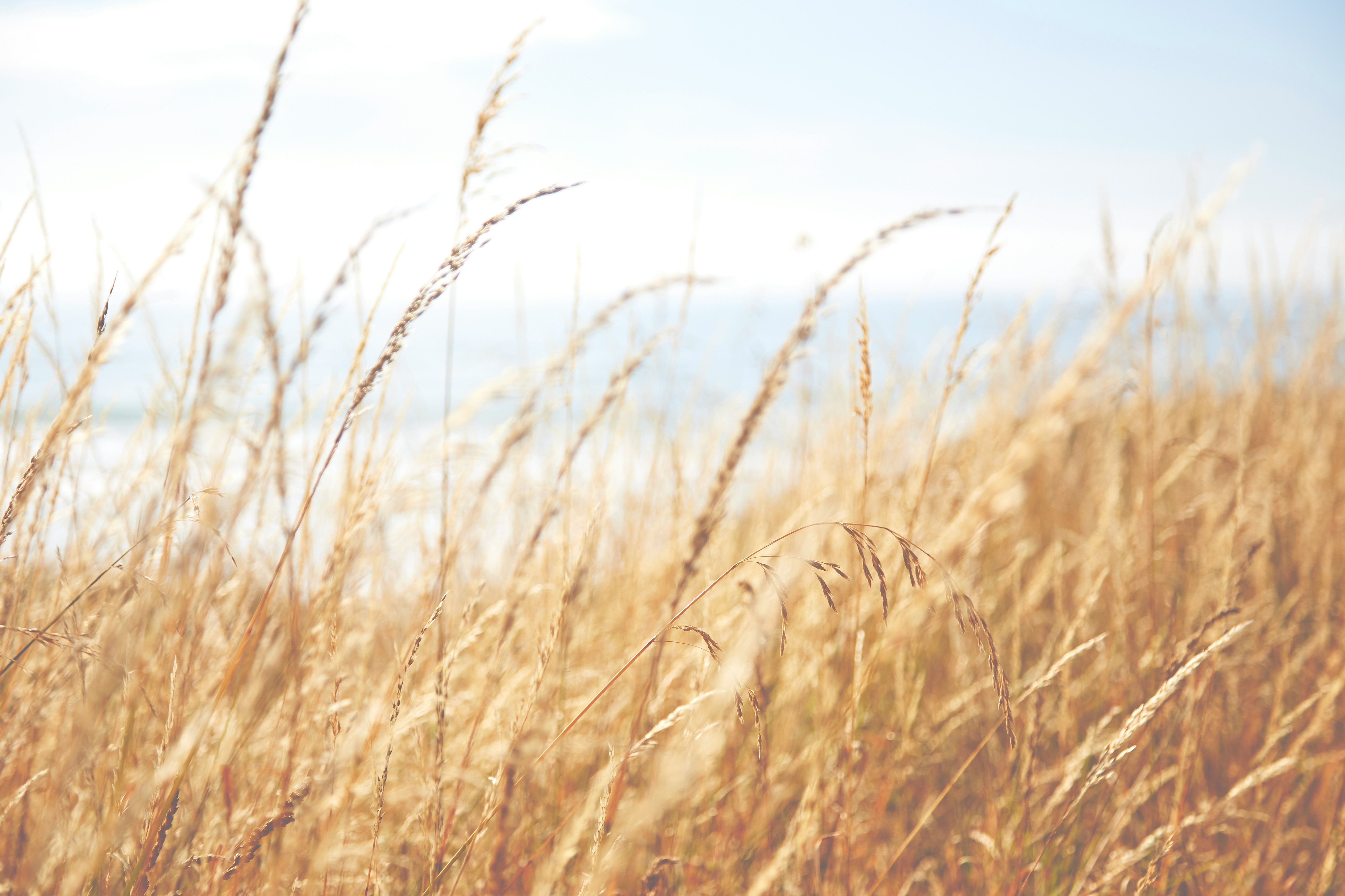 Picturesque countryside field, the perfect setting for a folk wedding